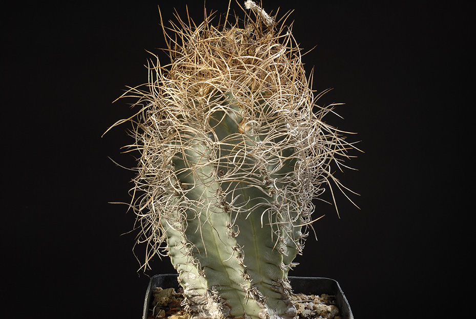 Astrophytum senile v. aureum d. 10 h. 20 80.00 €.jpg
